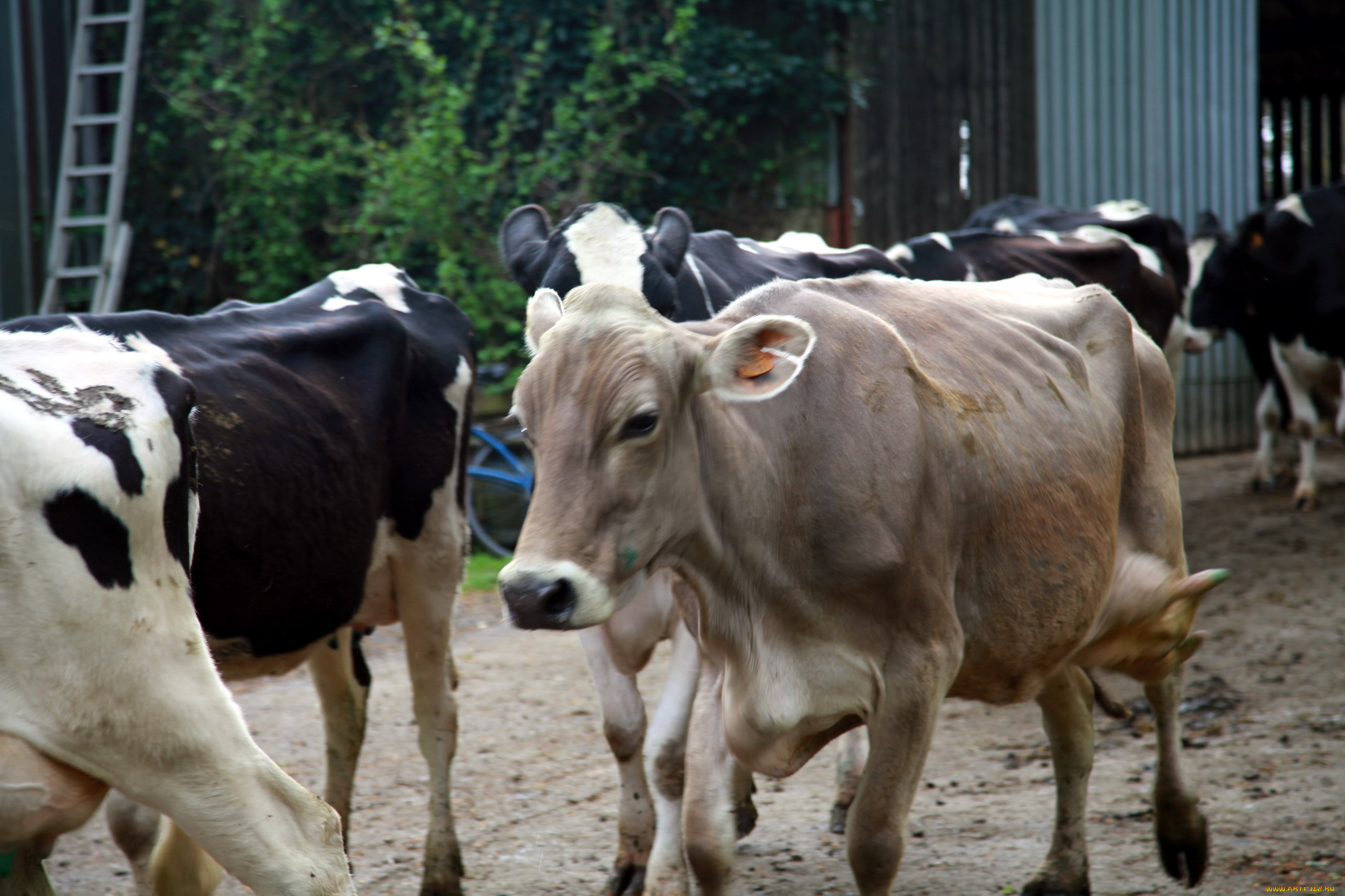 животные, коровы, , буйволы, стадо