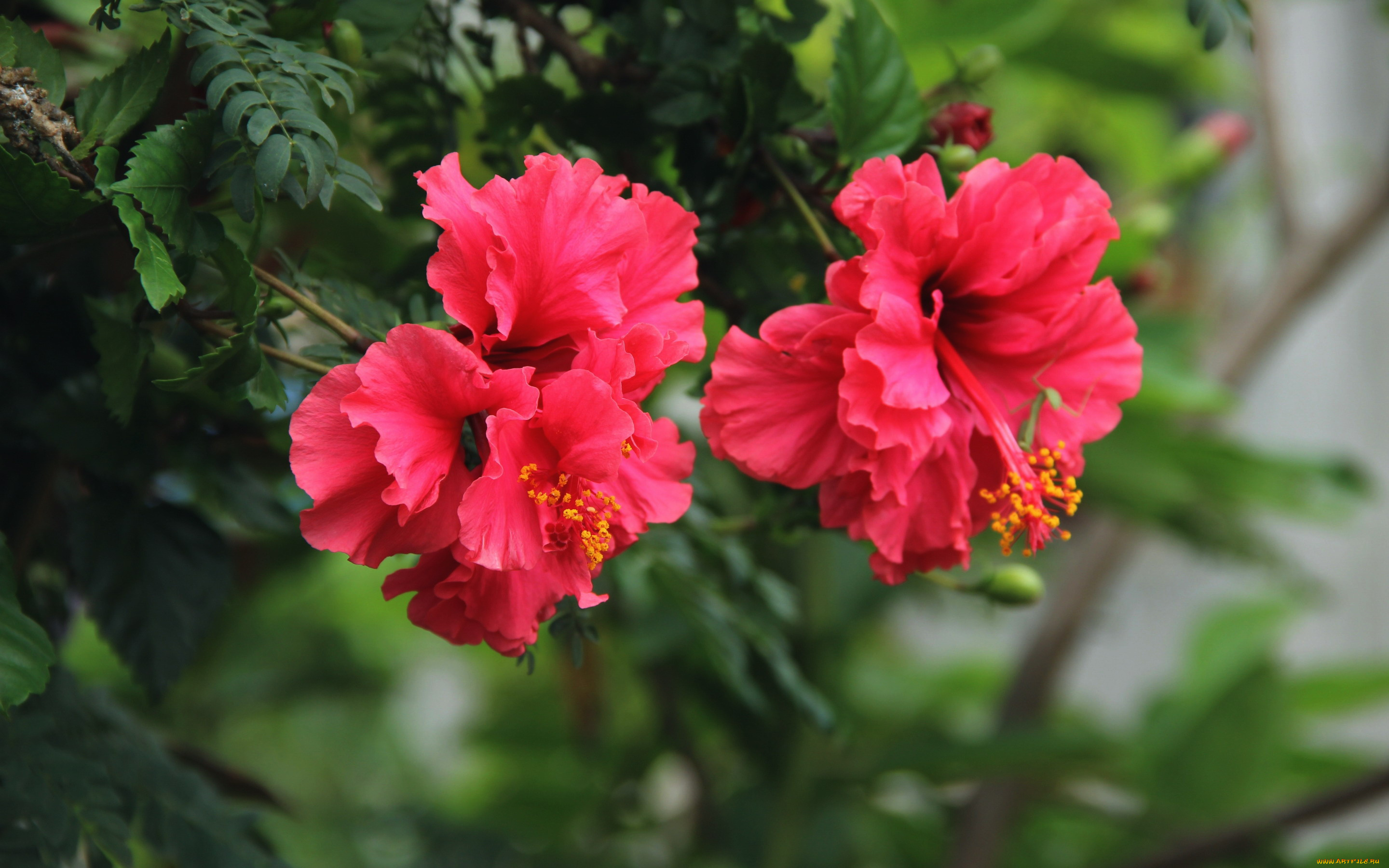 цветы, гибискусы, розовый