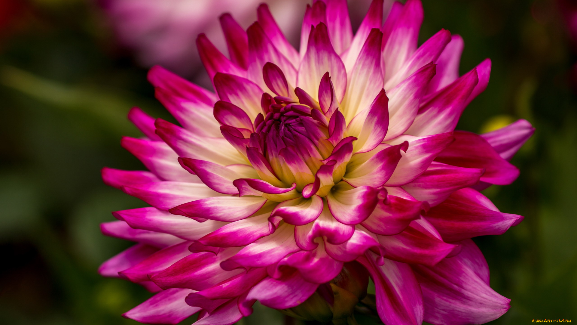 цветы, георгины, розовый, георгин, макро