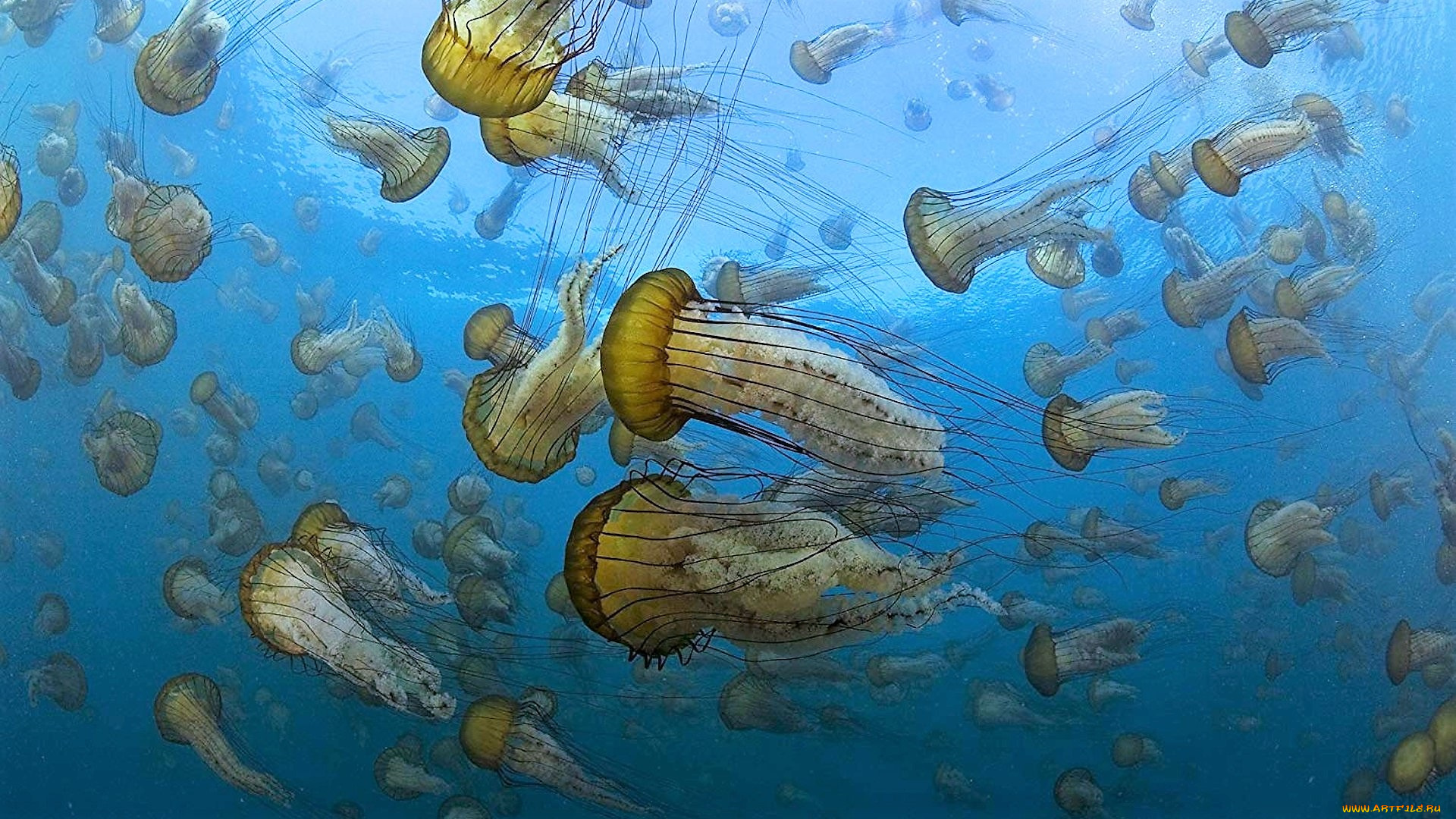 кино, фильмы, oc&, 233, ans, медузы, океан