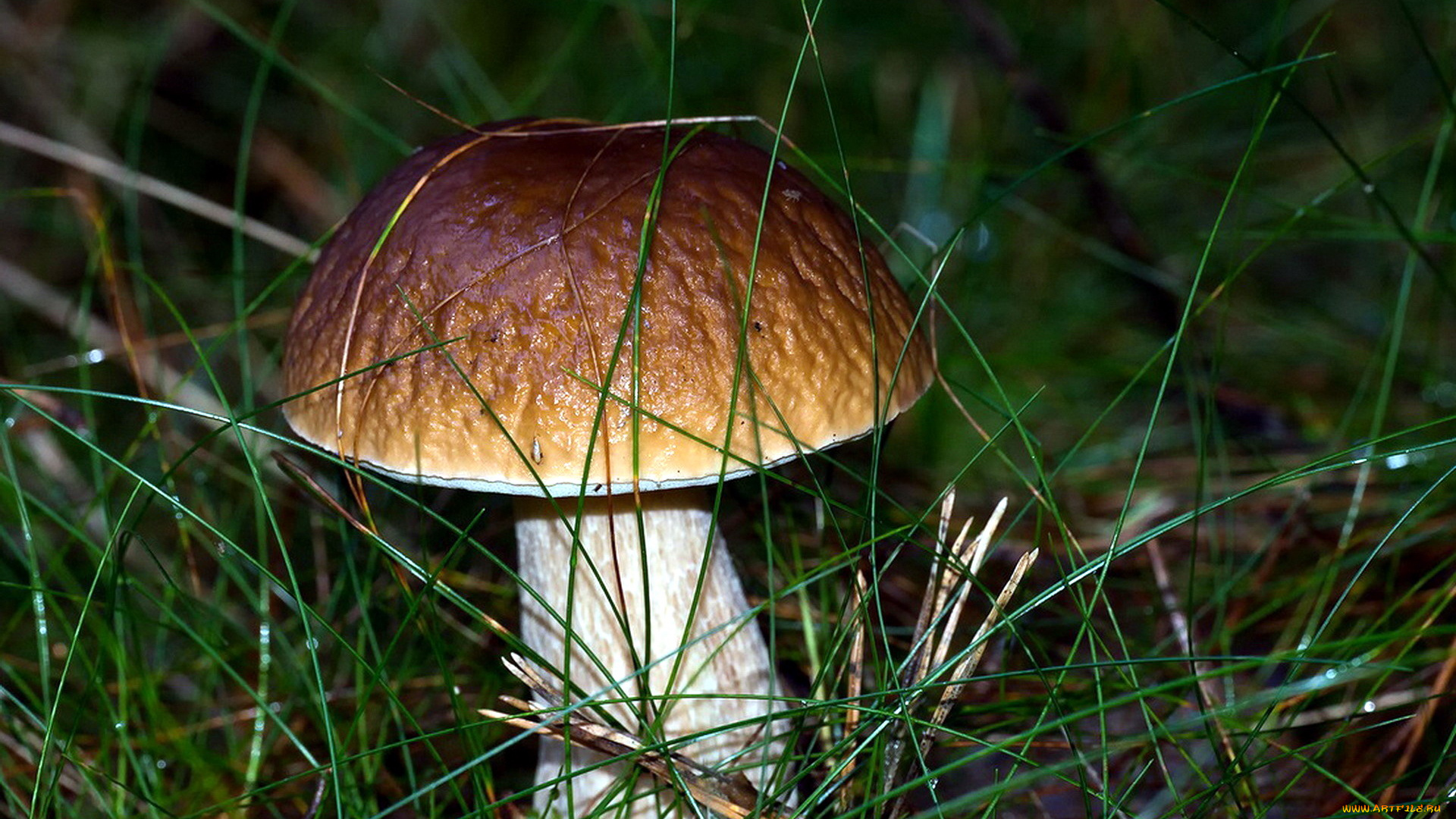 природа, грибы, боровик