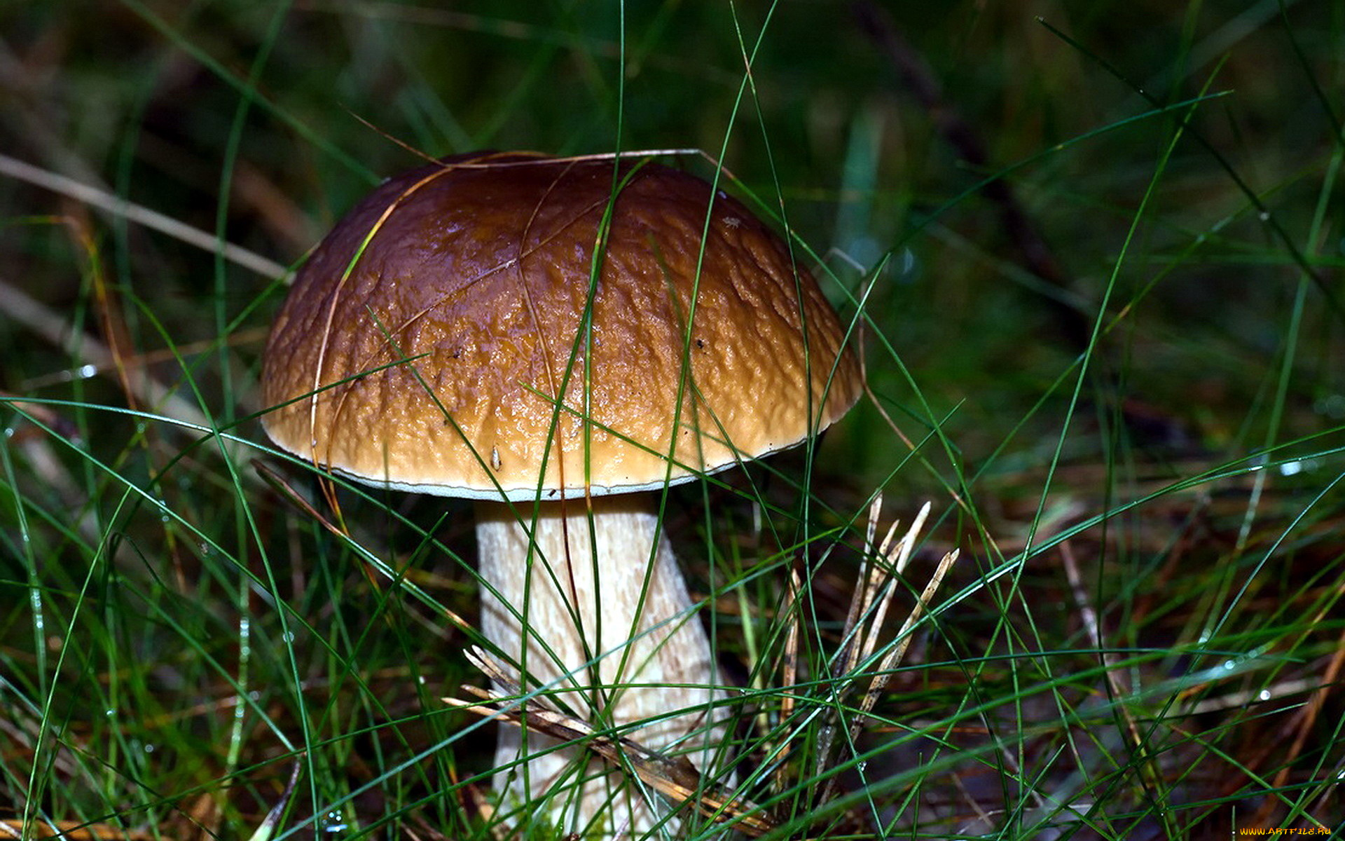 природа, грибы, боровик