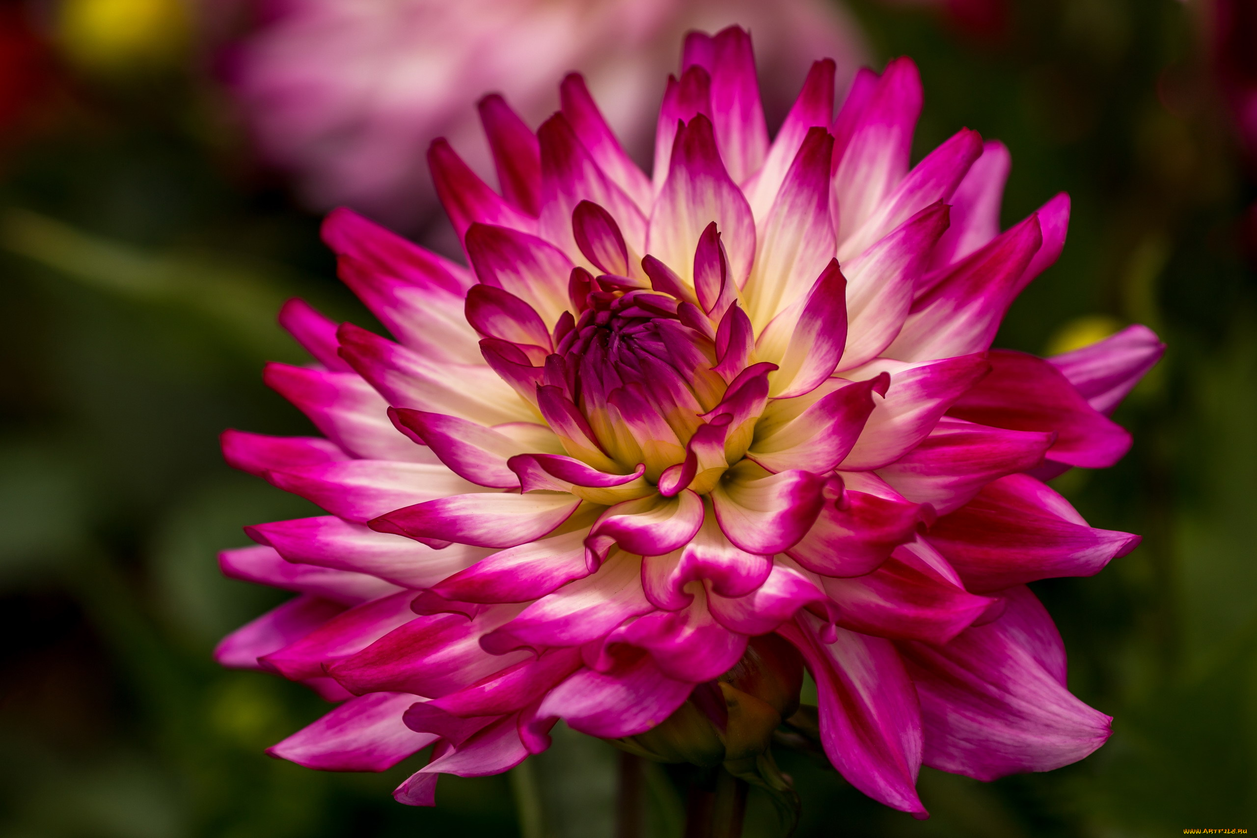 цветы, георгины, розовый, георгин, макро