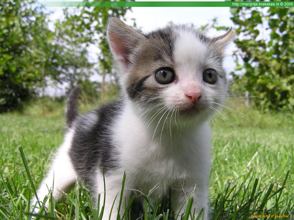 животные, коты