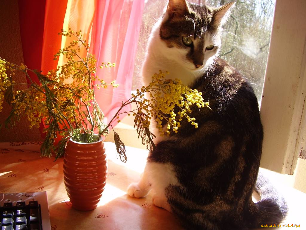 животные, коты