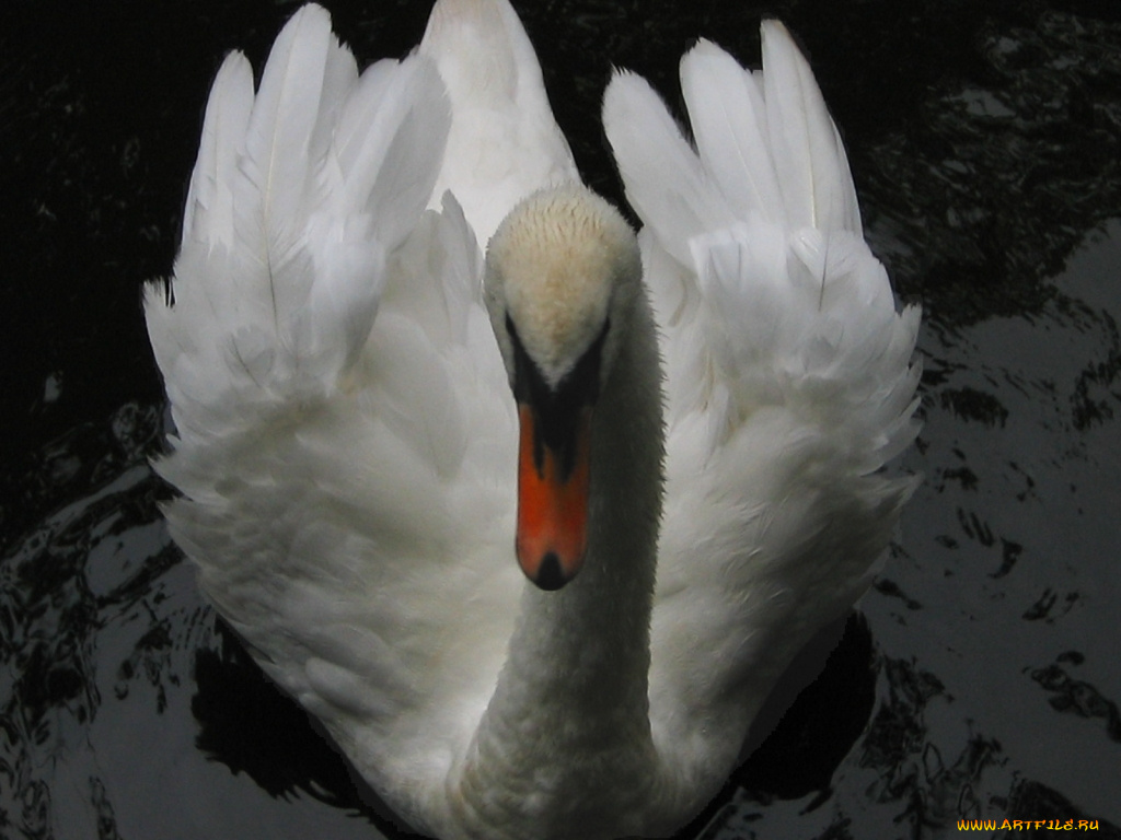животные, лебеди