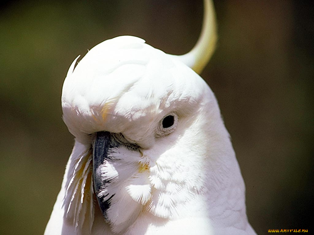 животные, попугаи