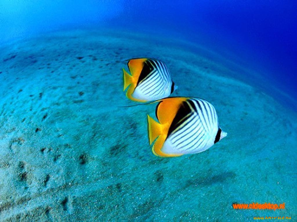 животные, рыбы