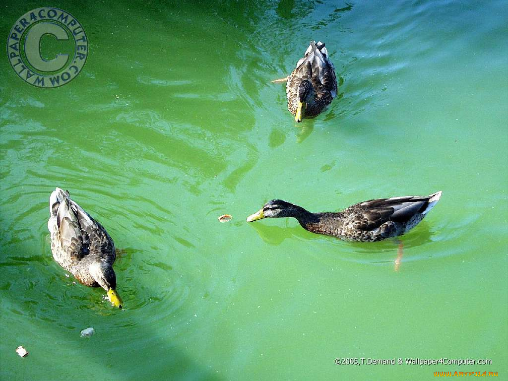 животные, утки