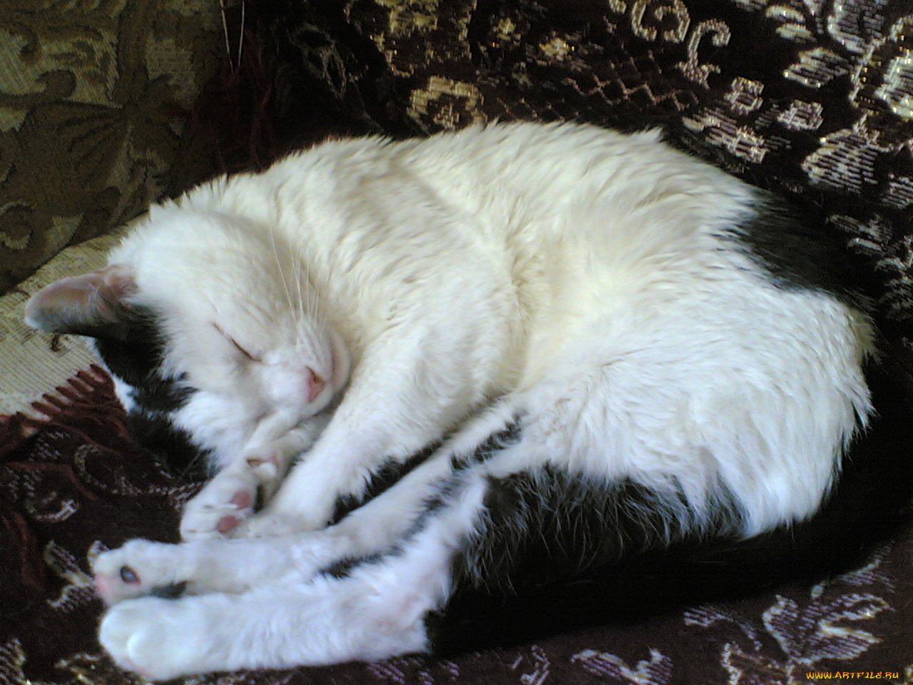 тима, животные, коты