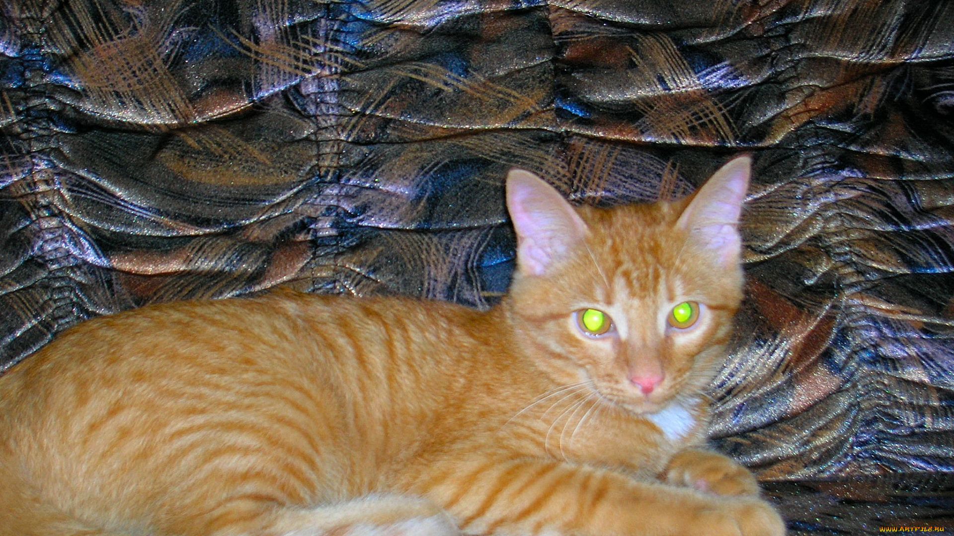 персик, отдыхает, животные