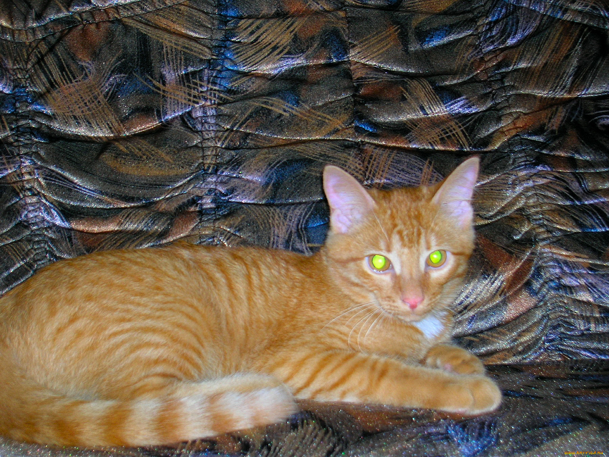 персик, отдыхает, животные