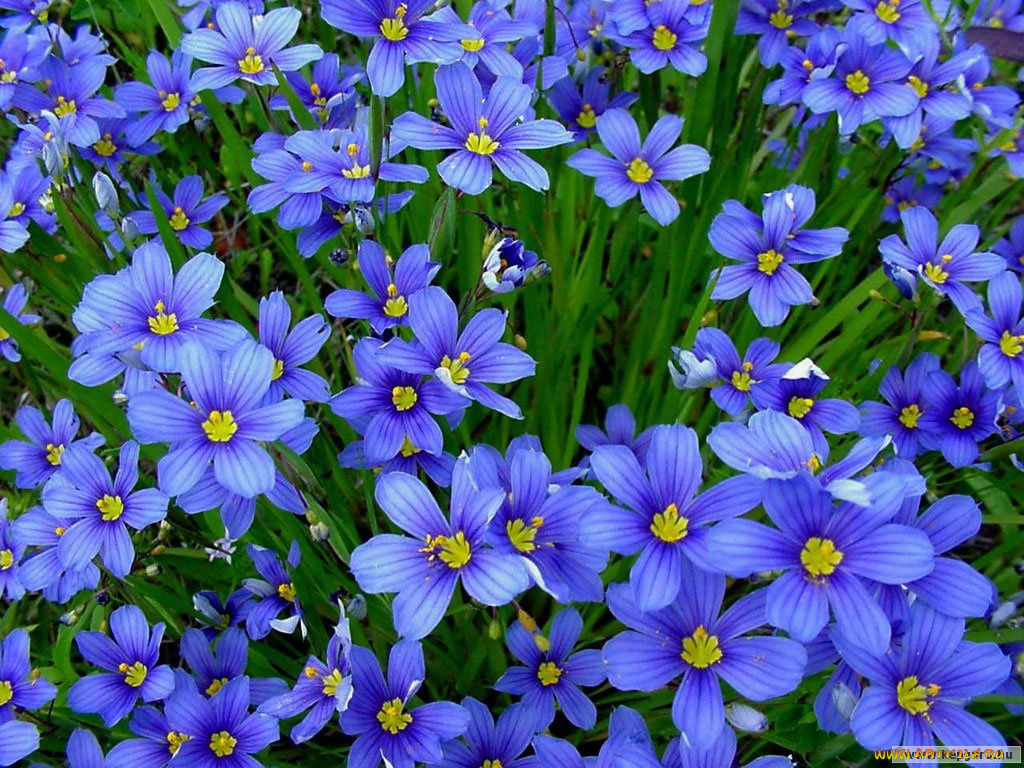 цветы, горечавки