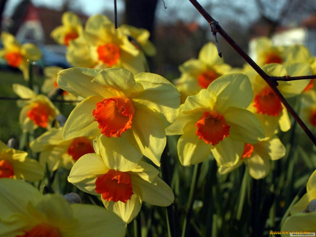 цветы, нарциссы