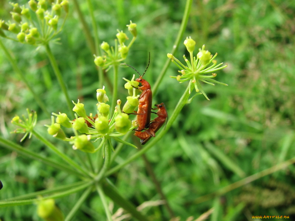 животные, насекомые