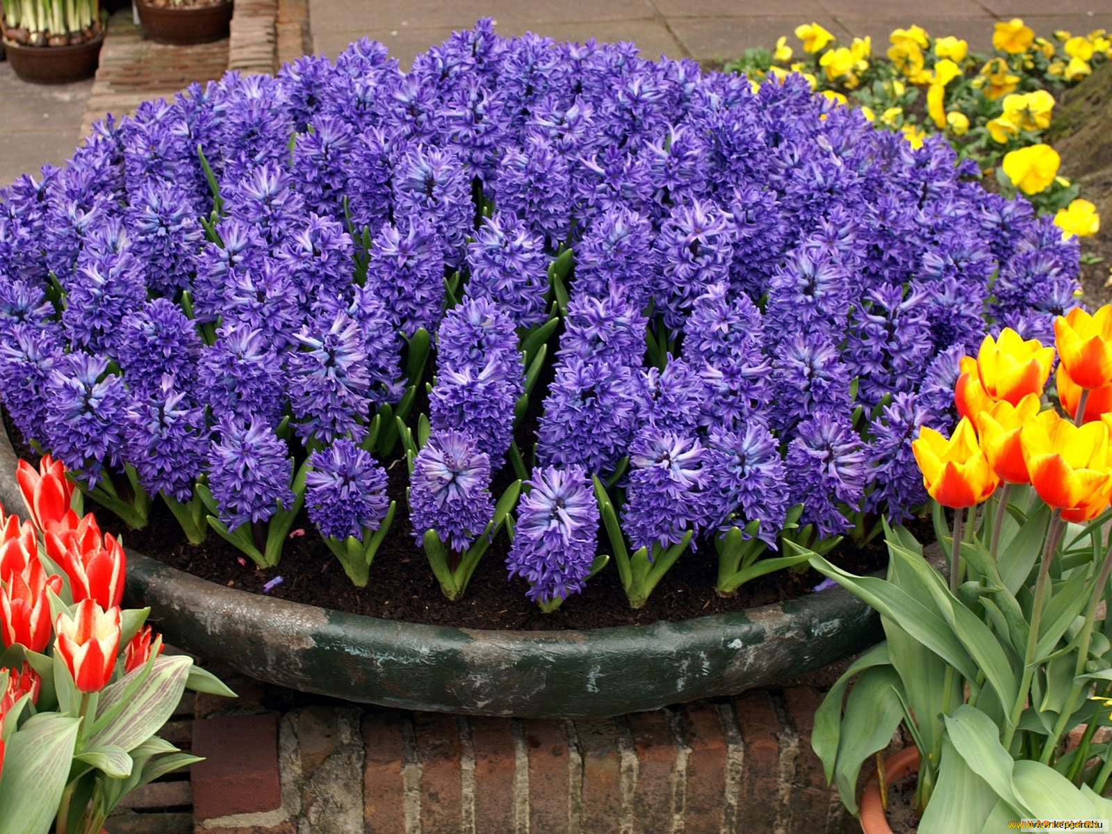 цветы, гиацинты