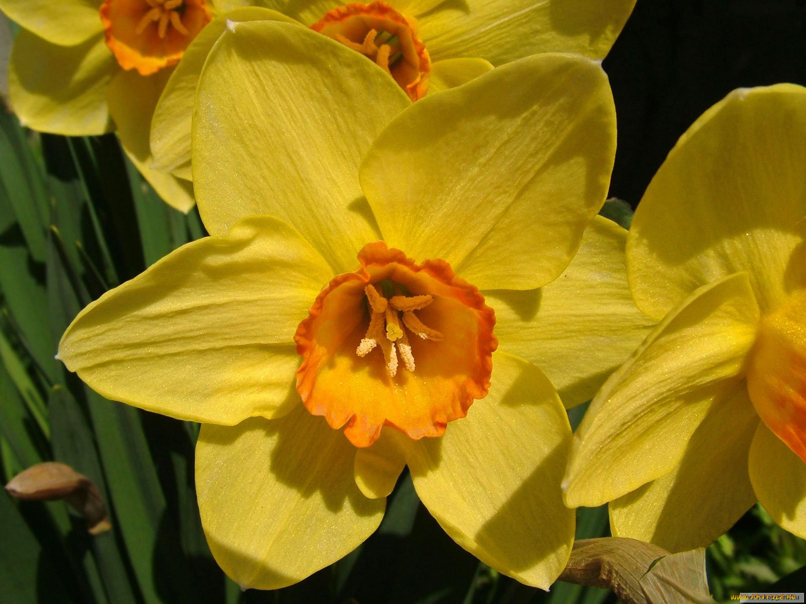 цветы, нарциссы