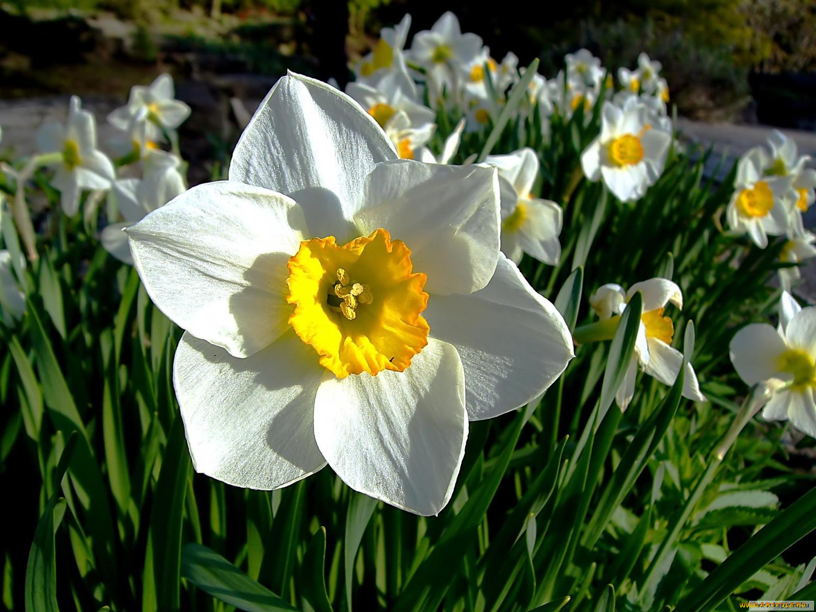 цветы, нарциссы