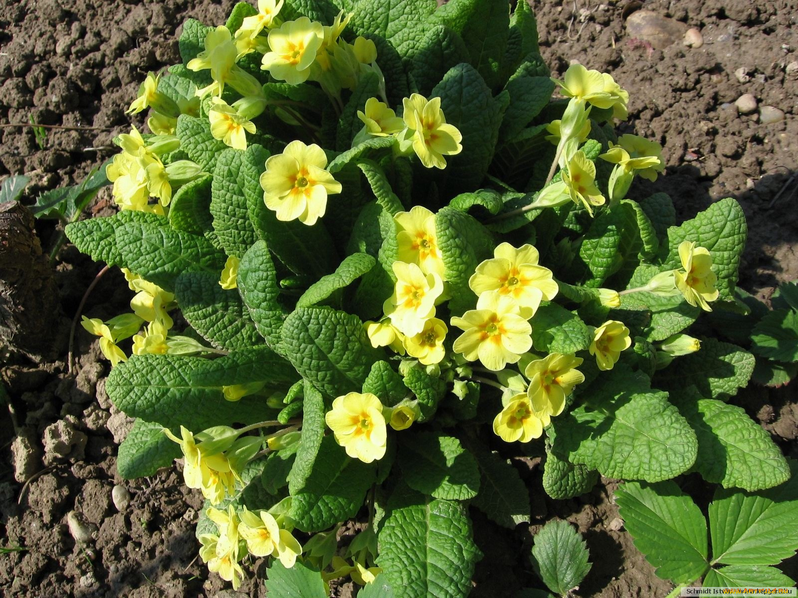 цветы, примулы