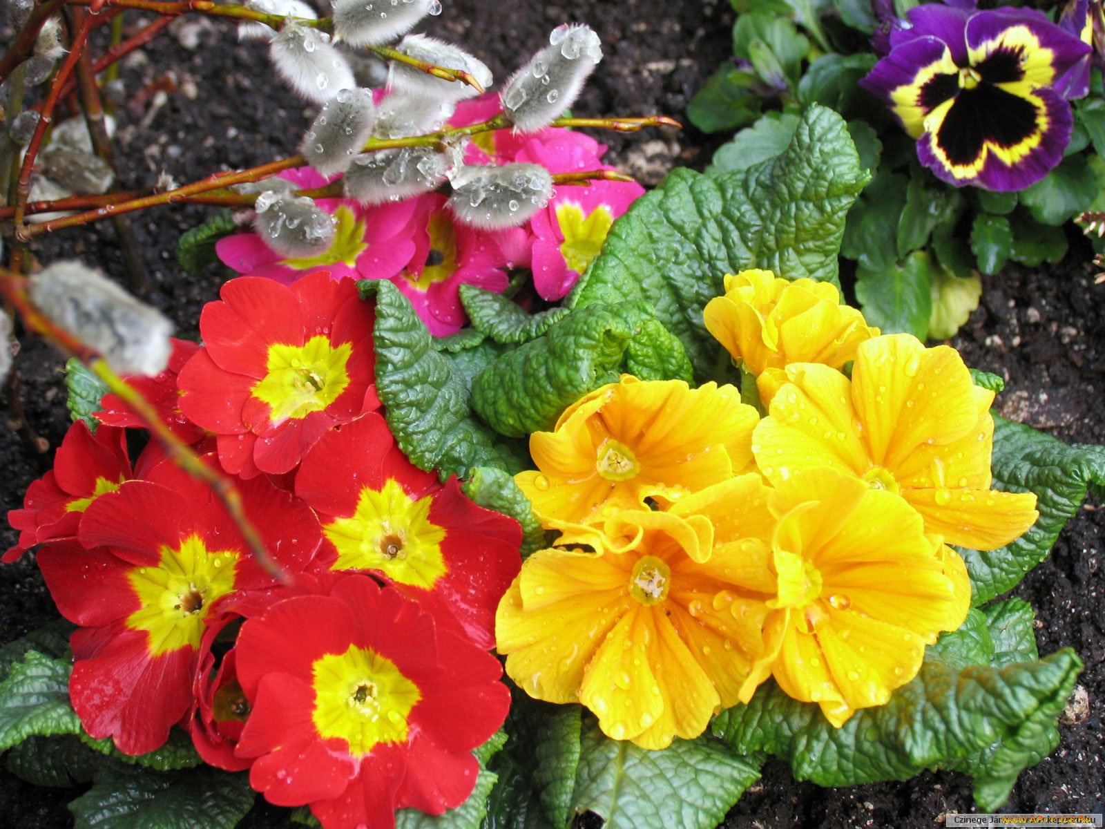 цветы, примулы