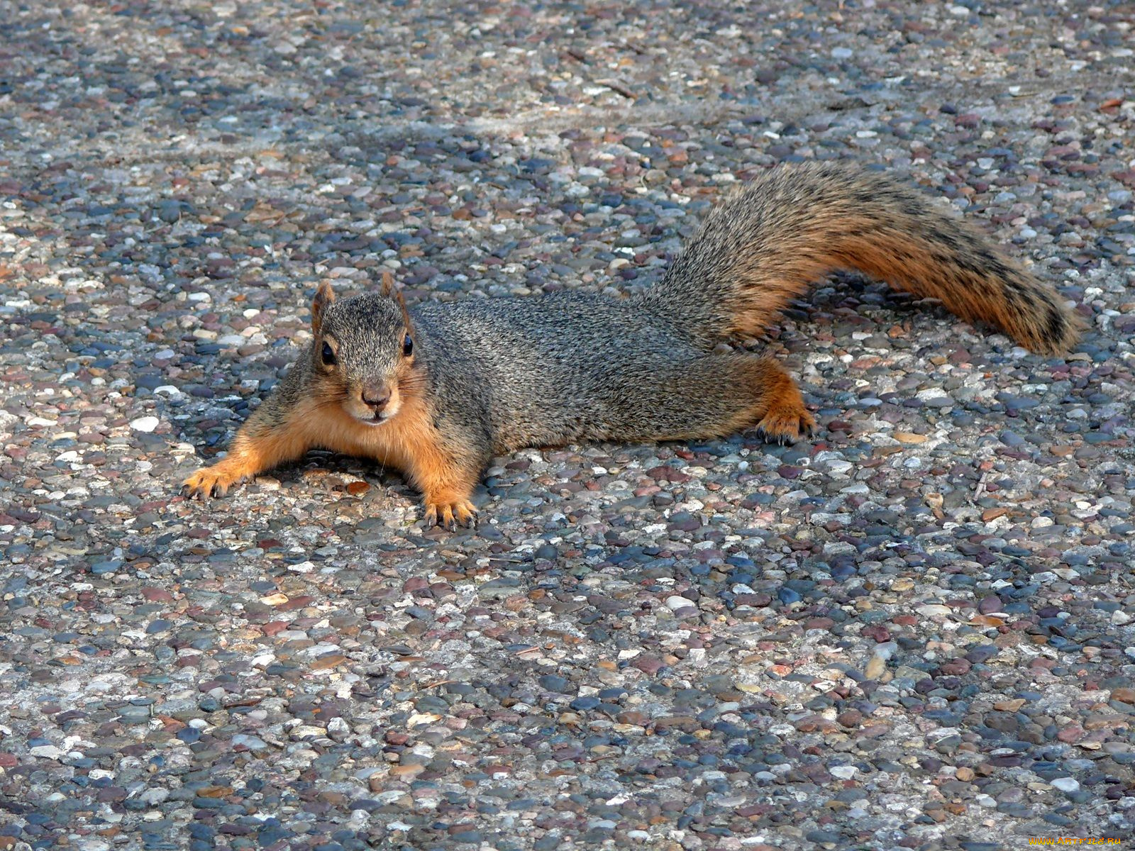 fox, squirrel, on, the, walkway, at, shelter, gardens, животные, белки