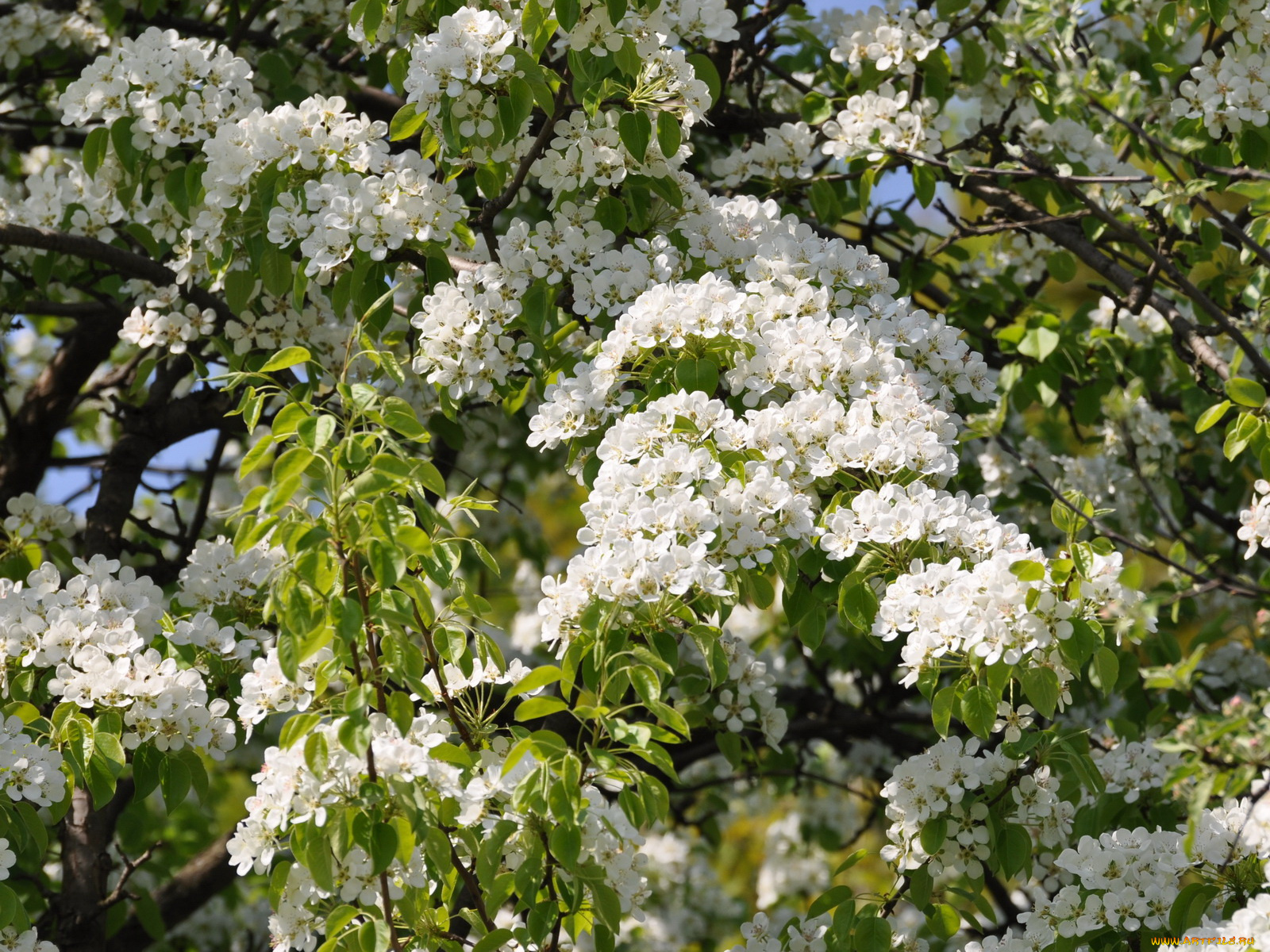 цветы, цветущие, деревья, кустарники