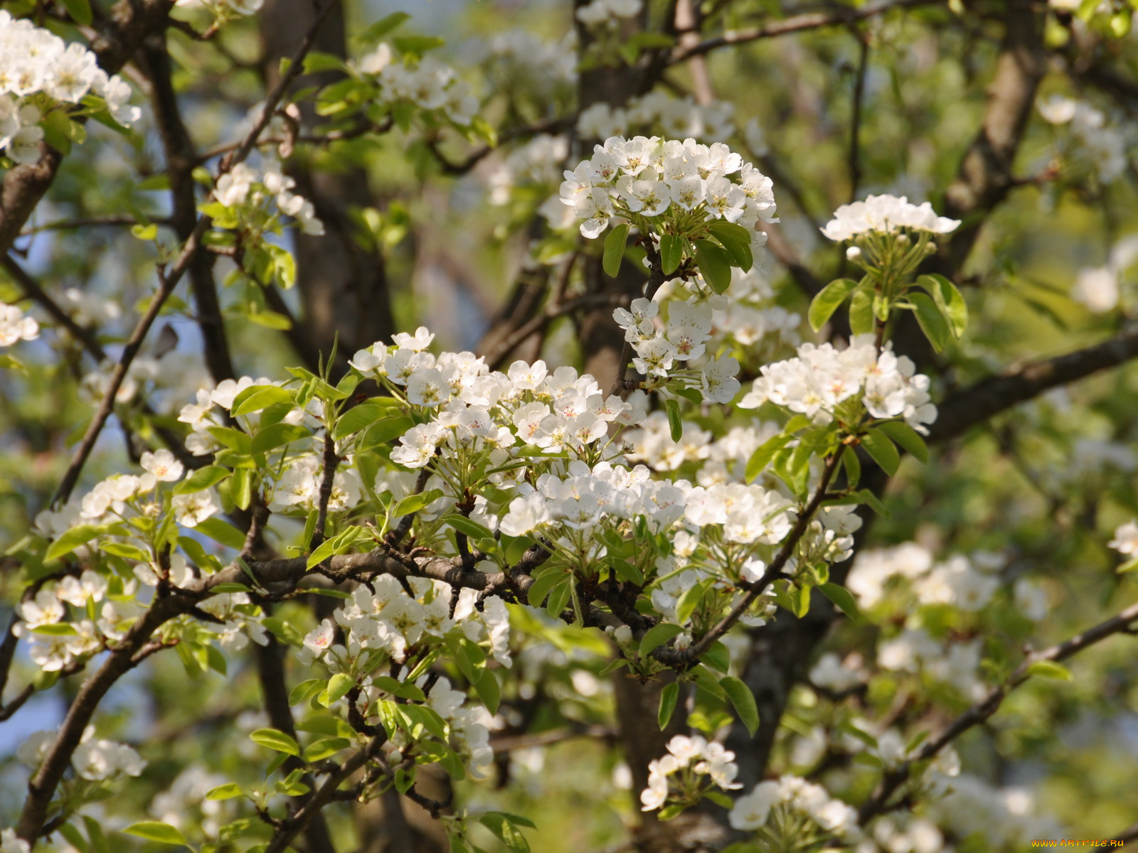 цветы, цветущие, деревья, кустарники