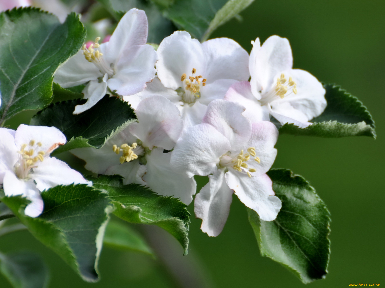 цветы, цветущие, деревья, кустарники