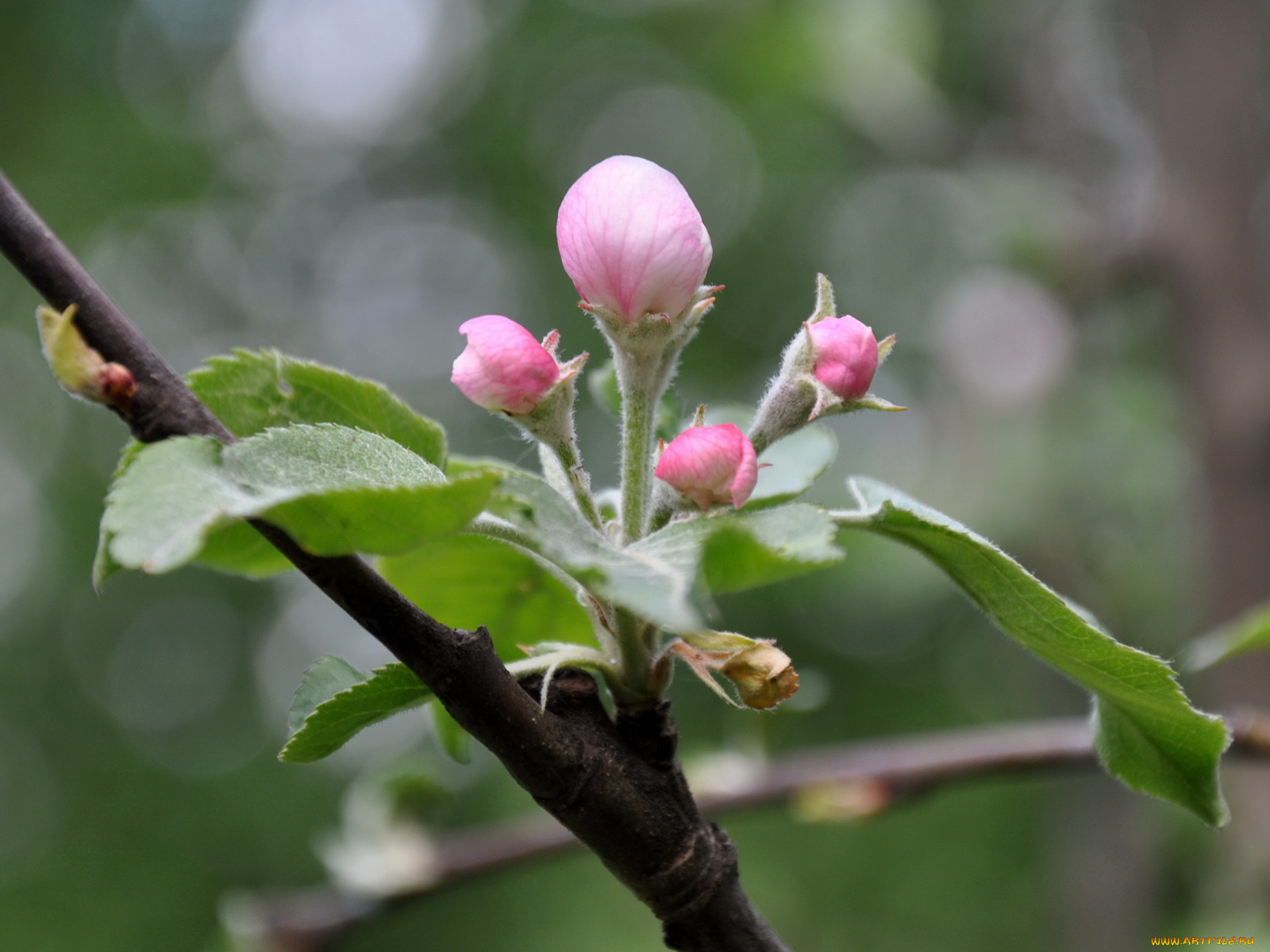 цветы, цветущие, деревья, кустарники