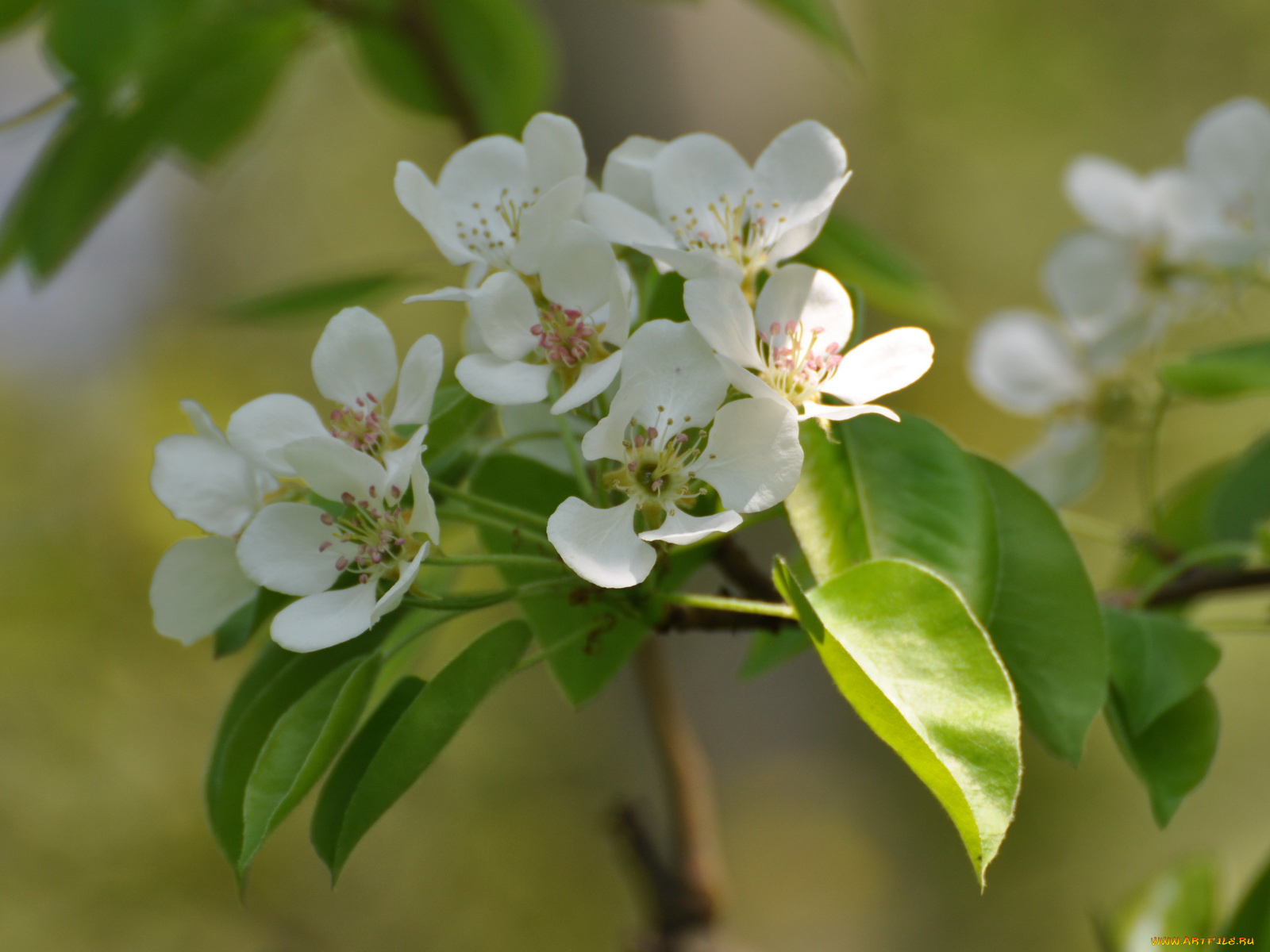 цветы, цветущие, деревья, кустарники