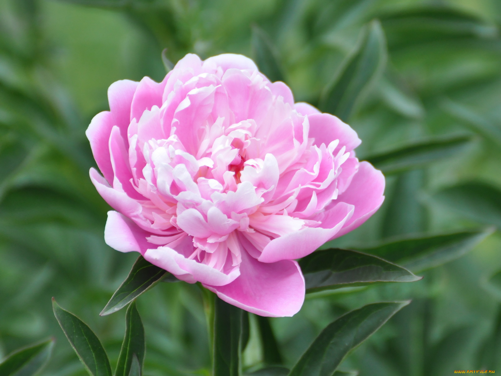 цветы, пионы