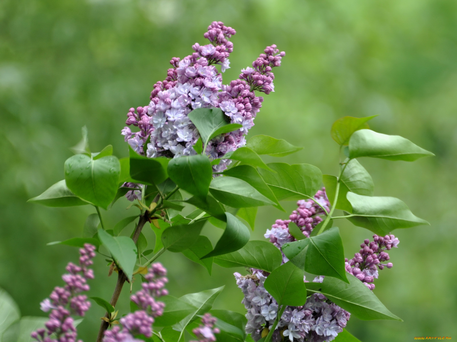 цветы, сирень