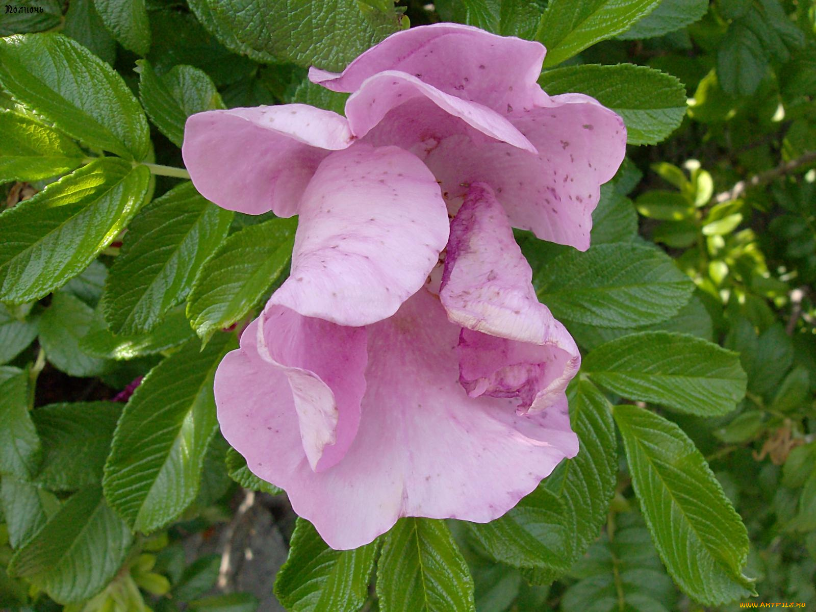 угнетение, цветы, шиповник