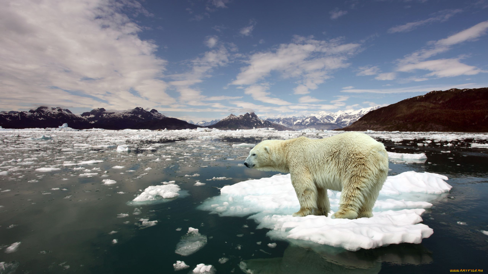 животные, медведи