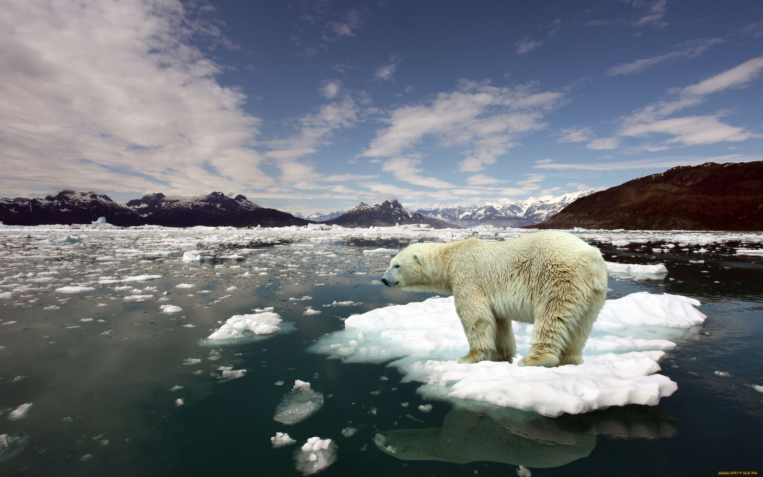 животные, медведи
