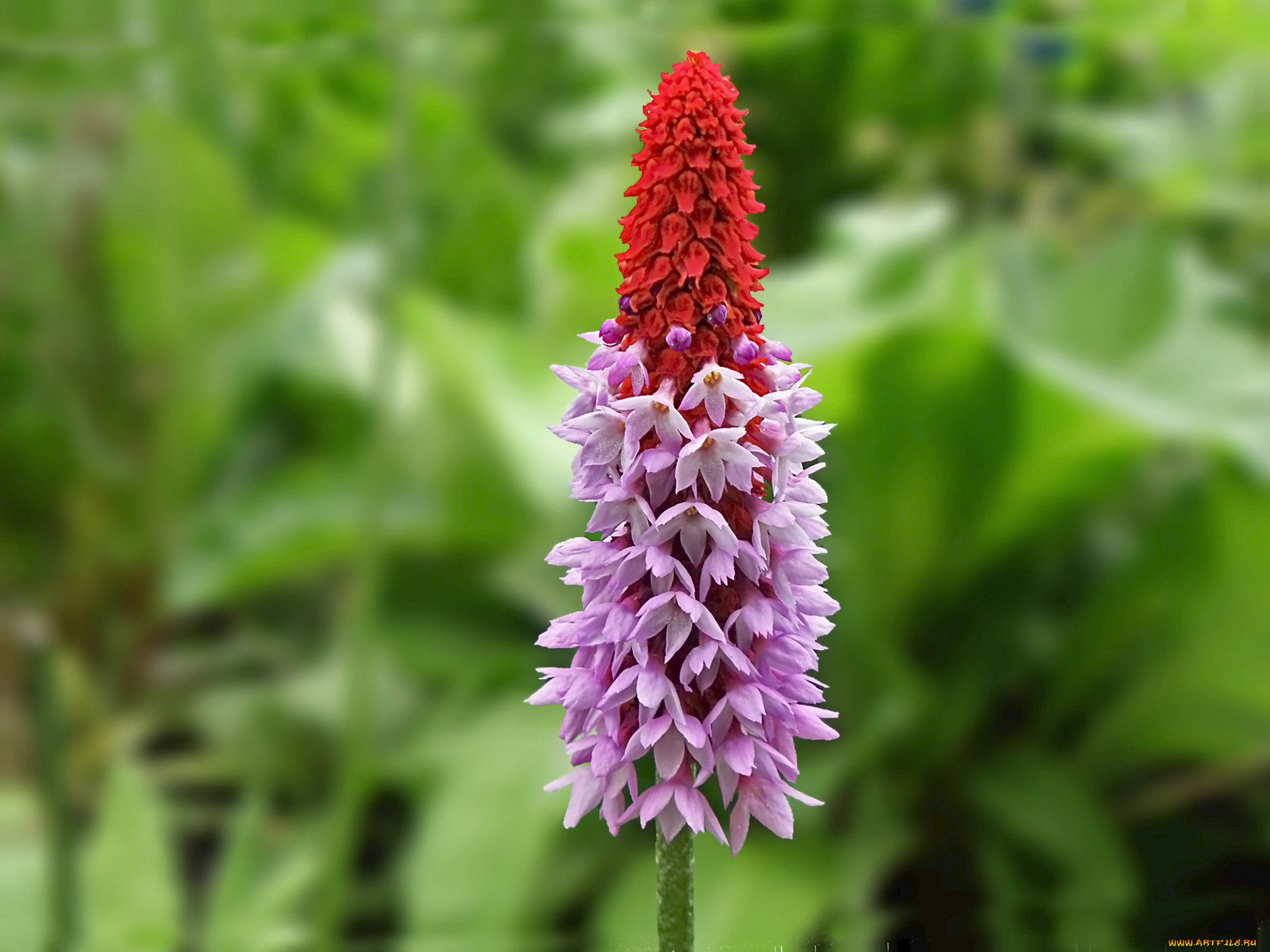 цветы, лето