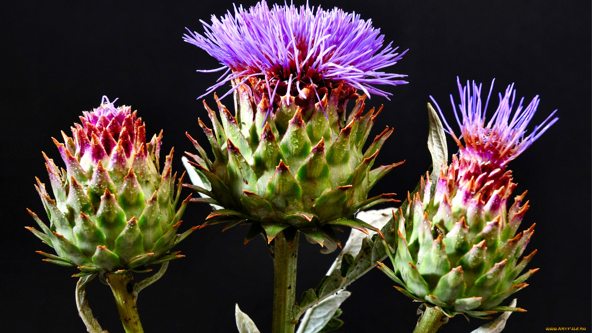 цветы, Чертополох, репейник, колючки, лиловый