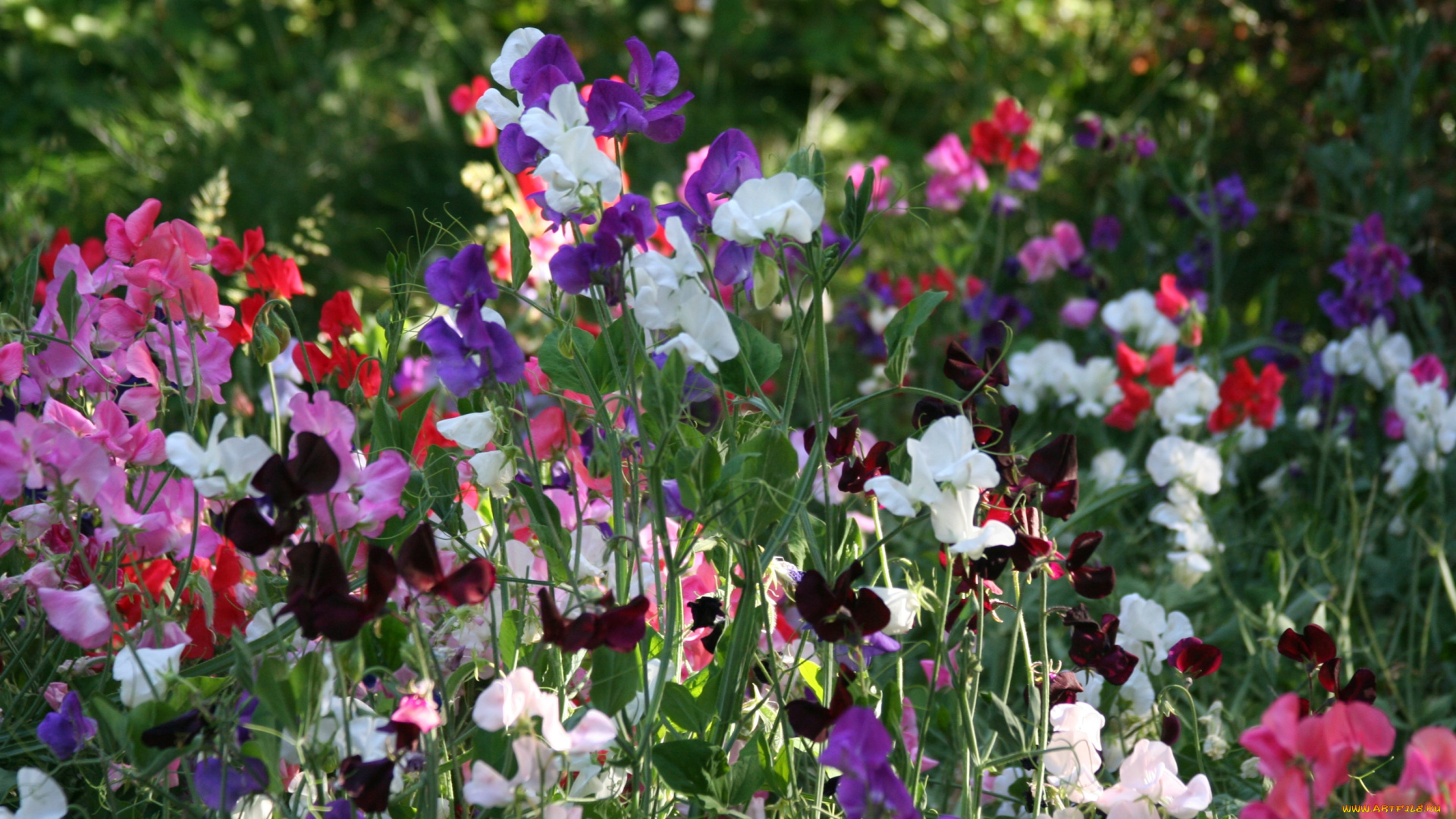 цветы, душистый, горошек, разноцветный