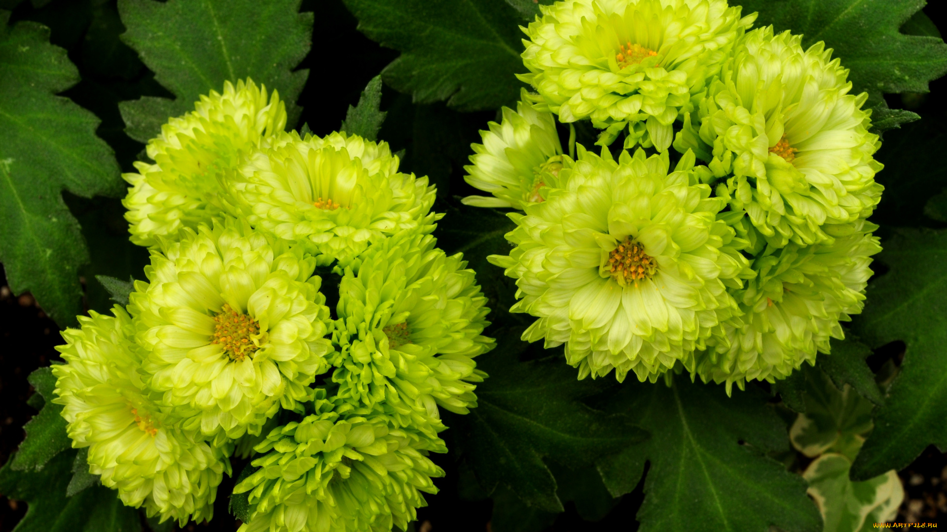 цветы, хризантемы, салатовый