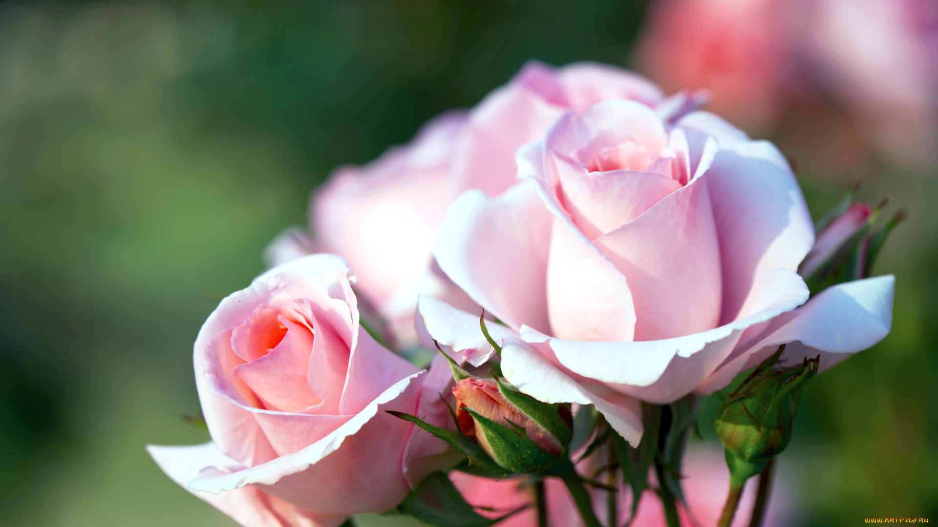 цветы, розы, розовый, бутоны