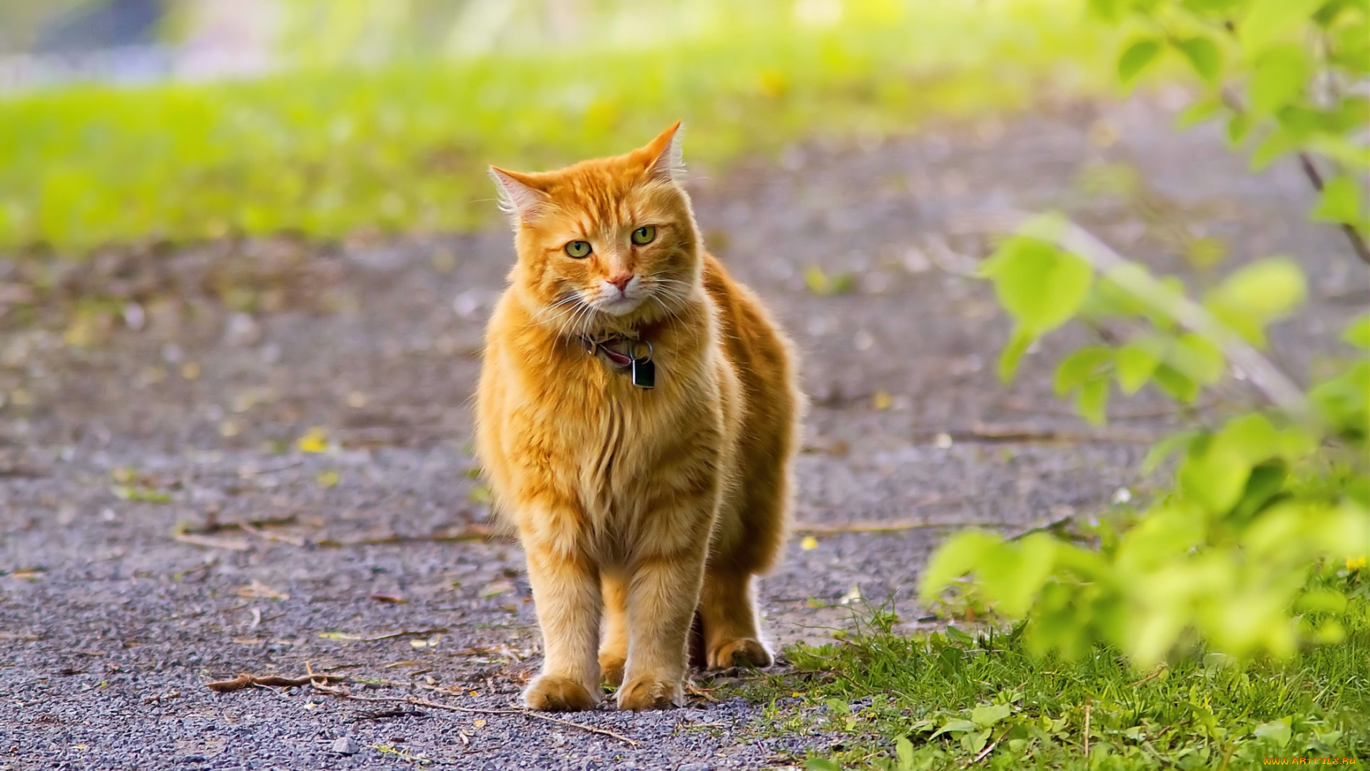 животные, коты, рыжий