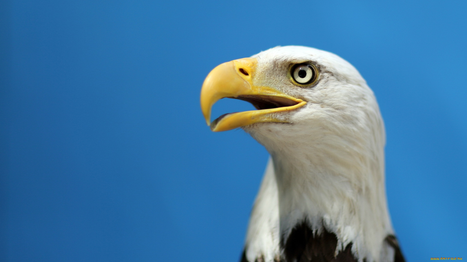 животные, птицы, хищники, орёл