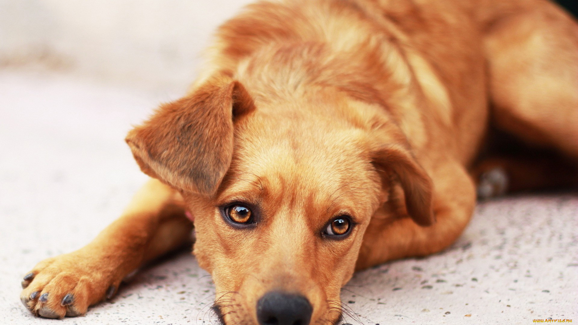 животные, собаки, собака, надежда, грусть