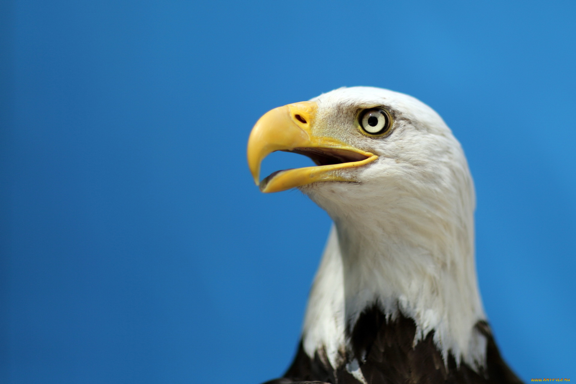 животные, птицы, хищники, орёл