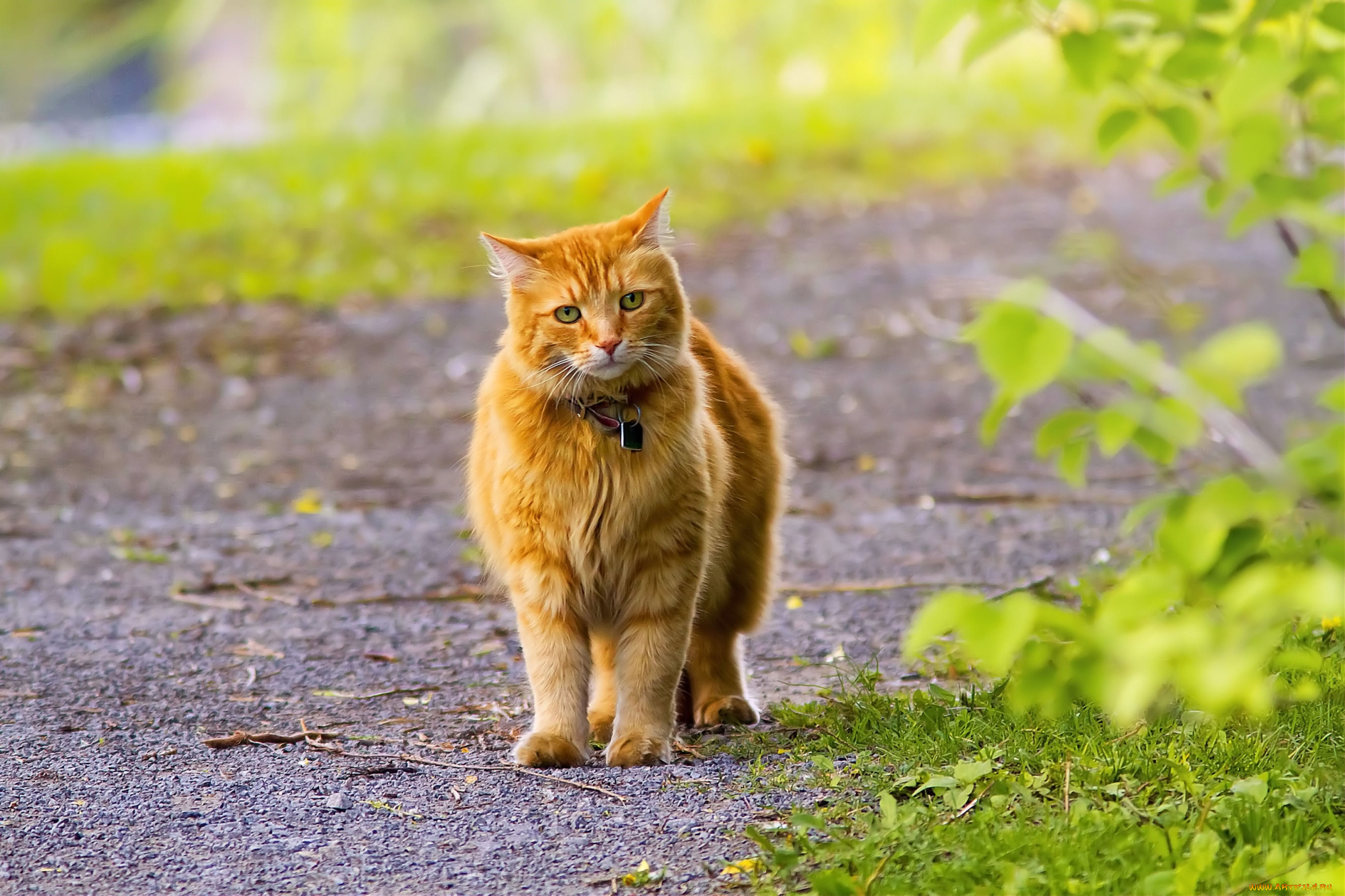 животные, коты, рыжий