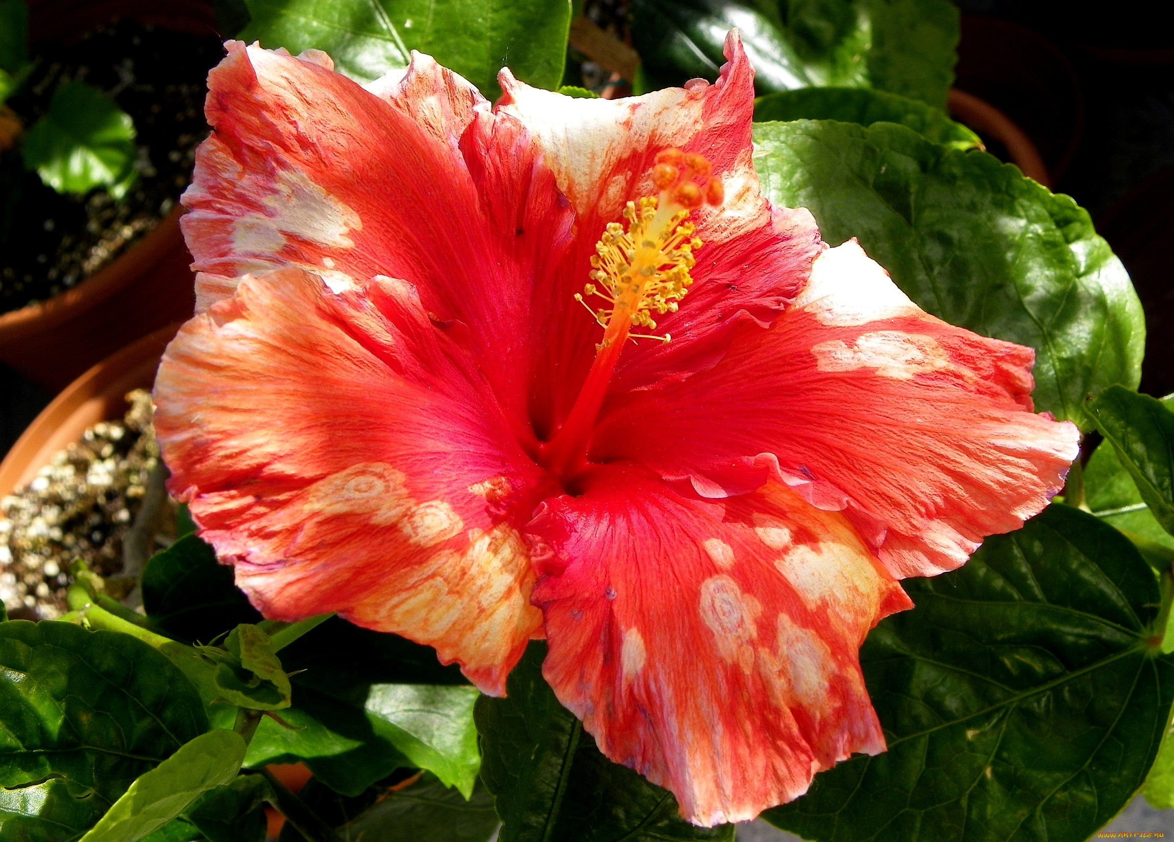 цветы, гибискусы, пятнистый, оранжевый