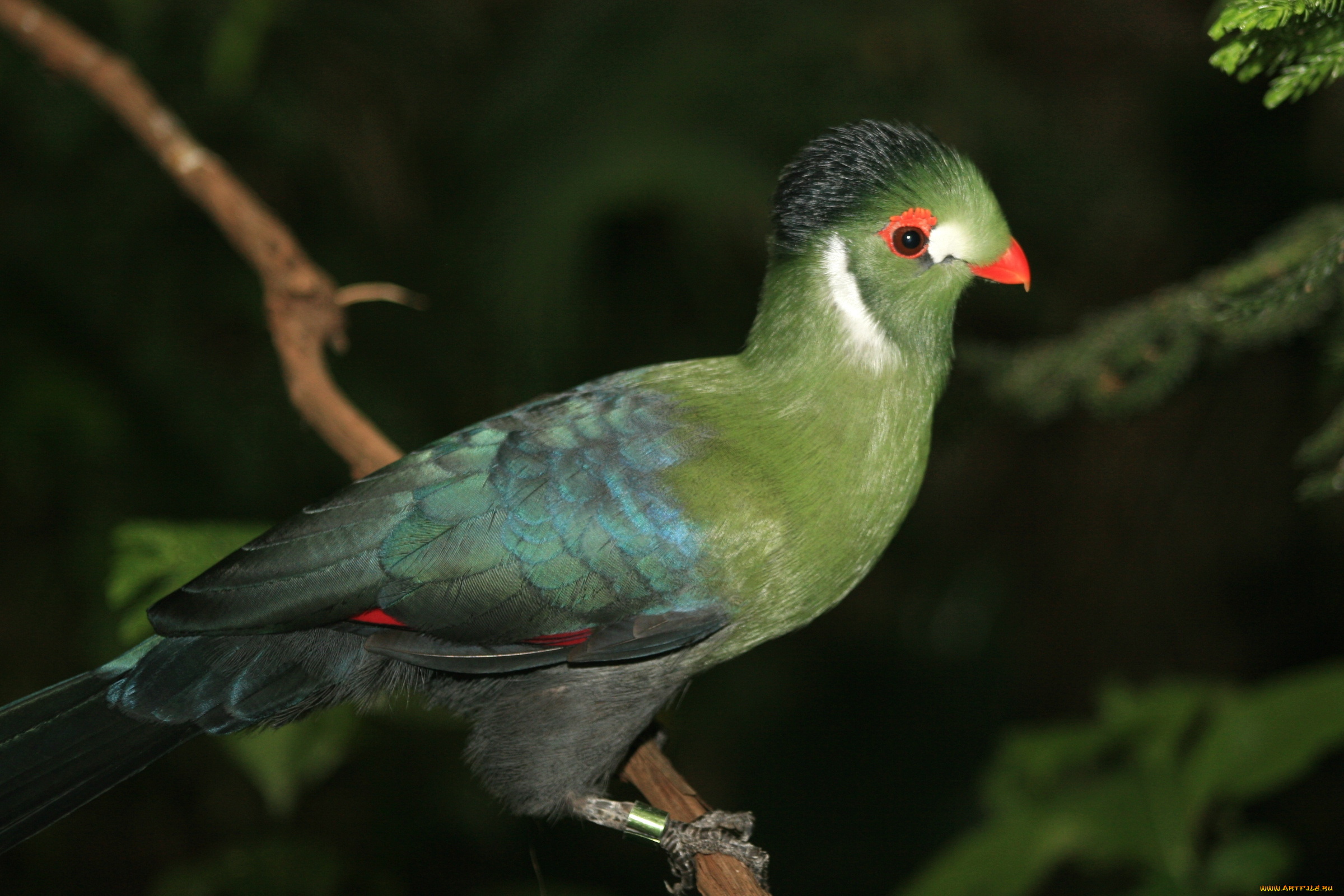 животные, турако, зеленый, хохолок