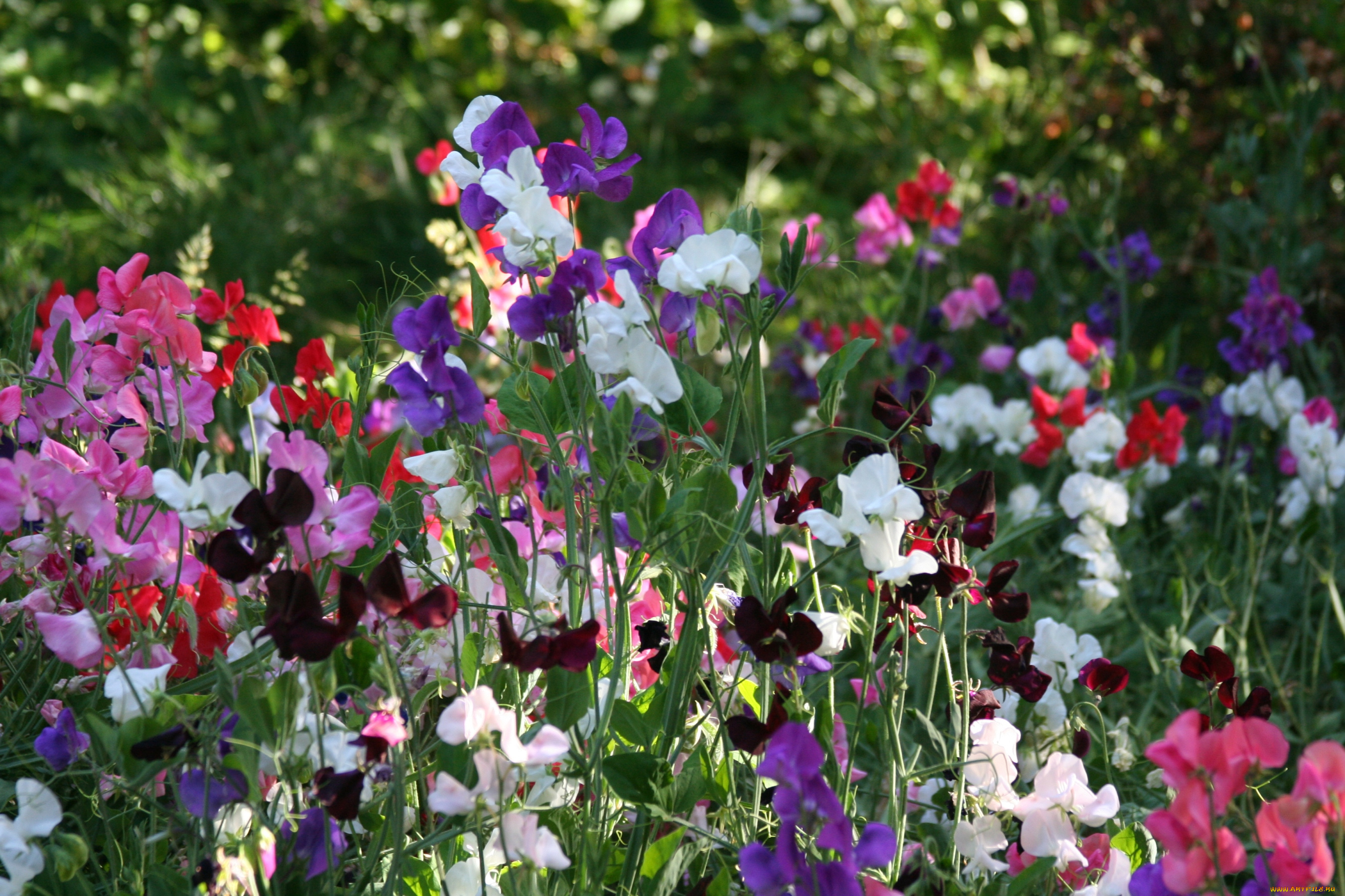 цветы, душистый, горошек, разноцветный