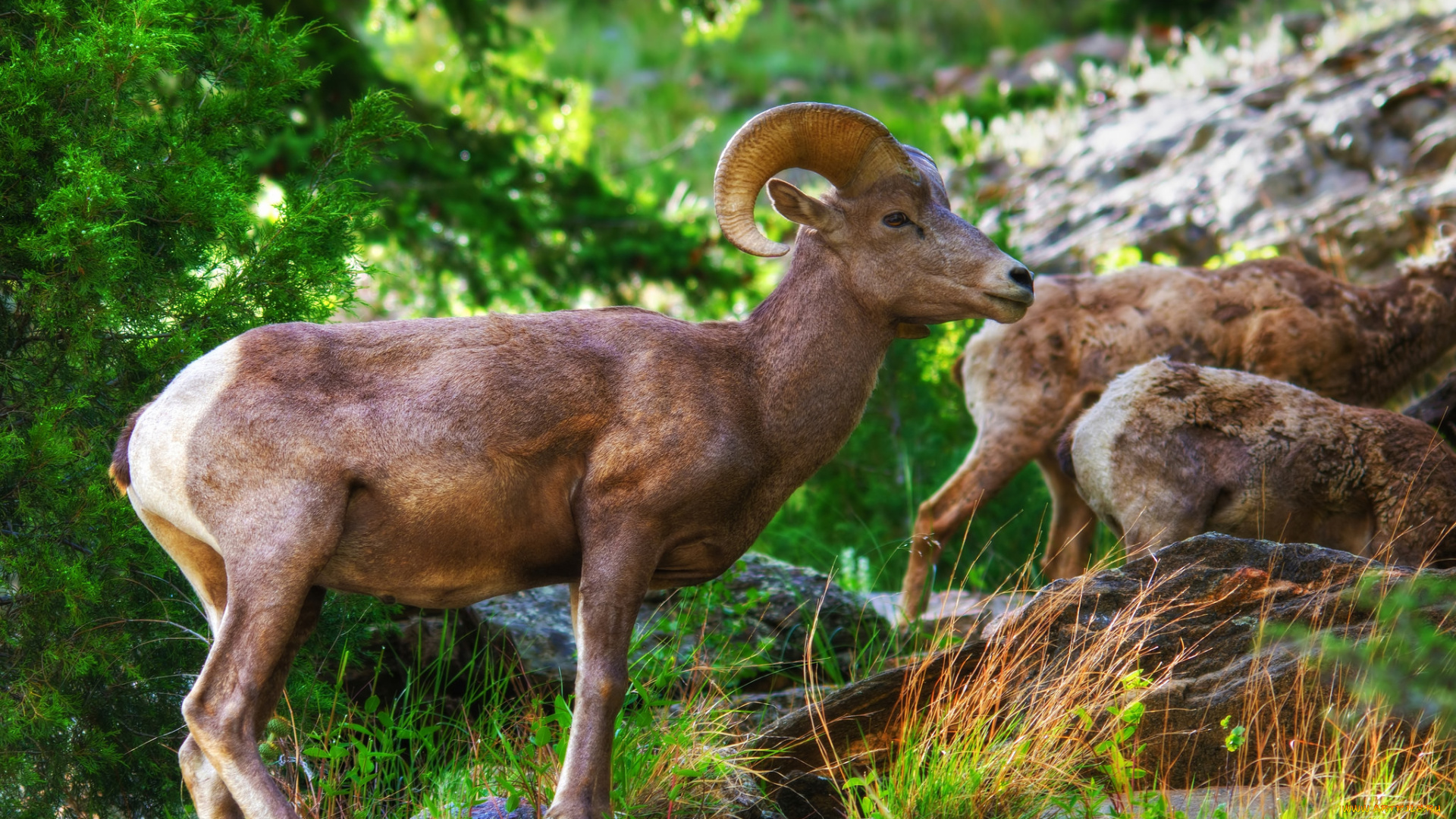 big, horn, sheep, животные, козы, козел, горный