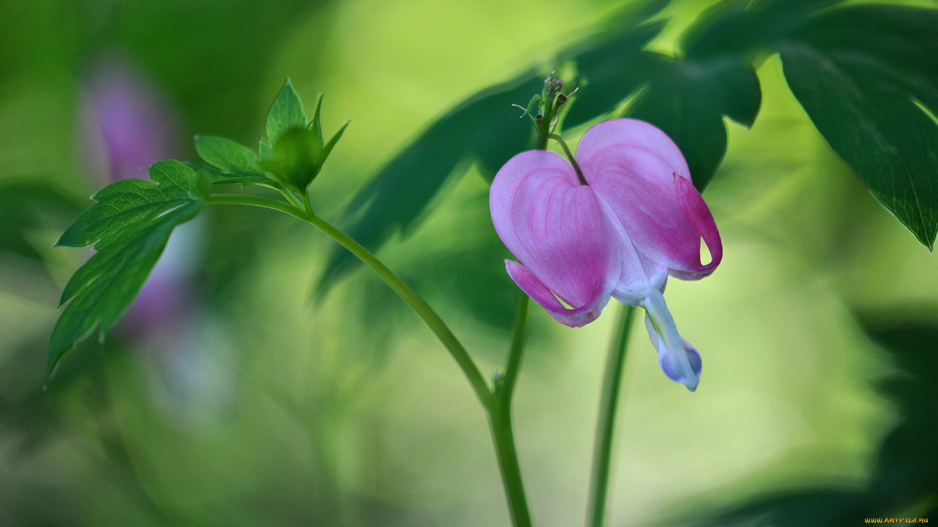 цветы, дицентра, , разбитое, сердце, сердечко